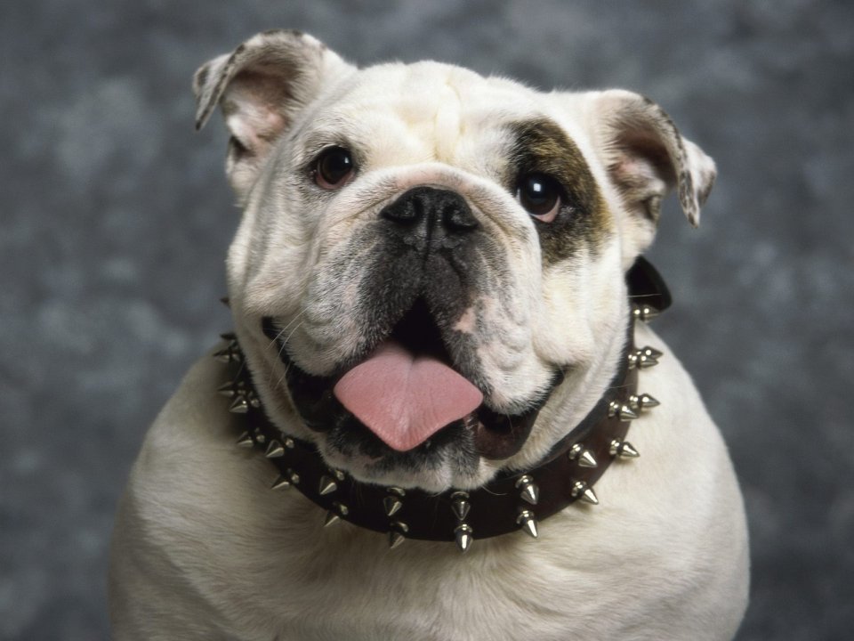 English_Bulldog