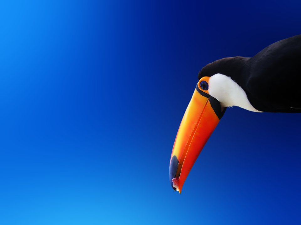 Exotic_Bird