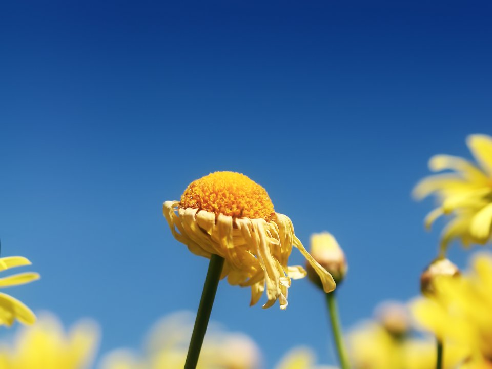 Faded_Flower