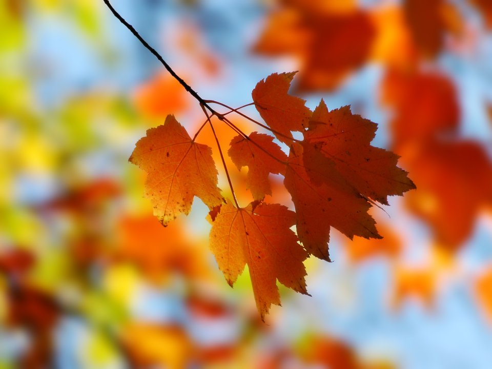 Fall_Maple
