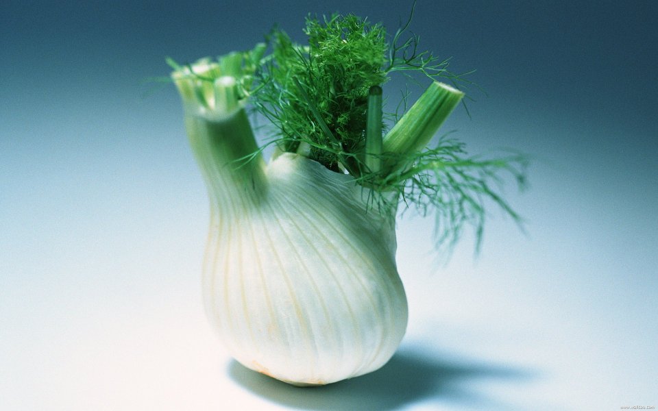 Fennel bulb, close-up