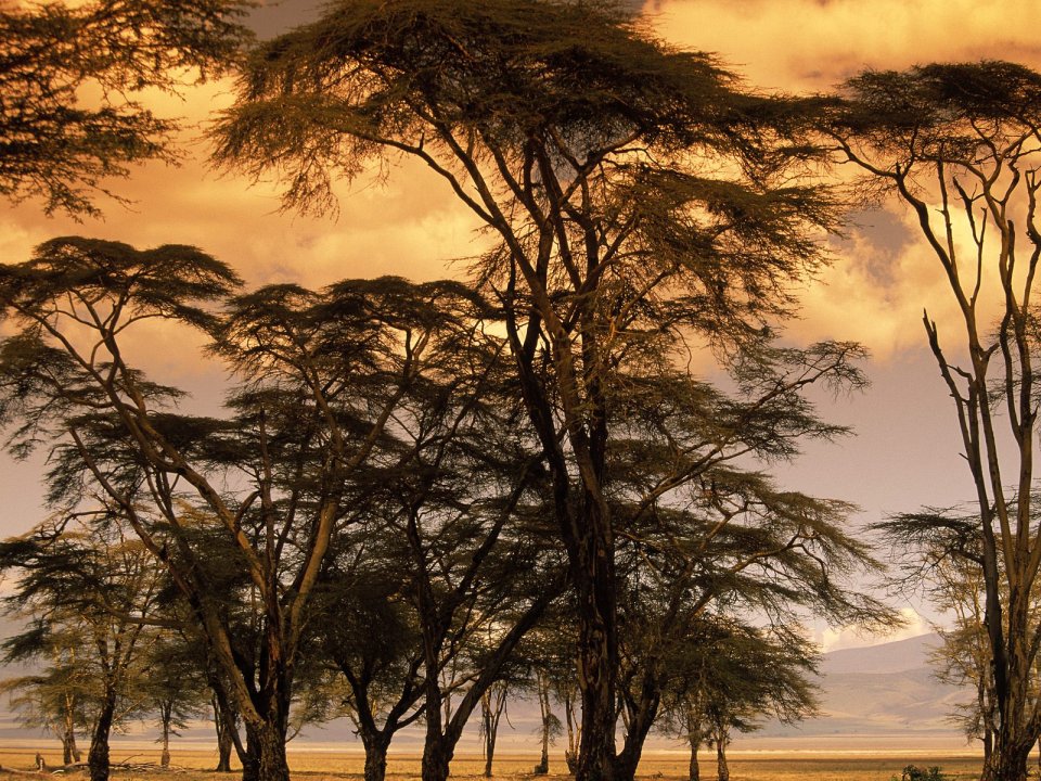 Fever_Trees_at_Sunset_Africa