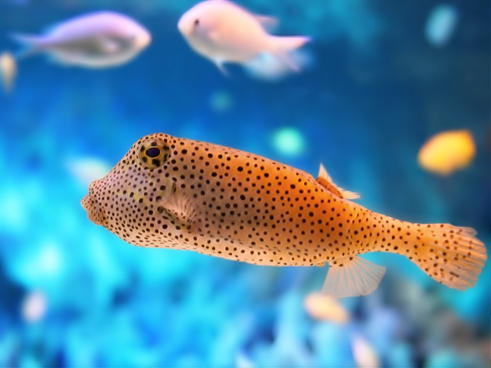 Fish
