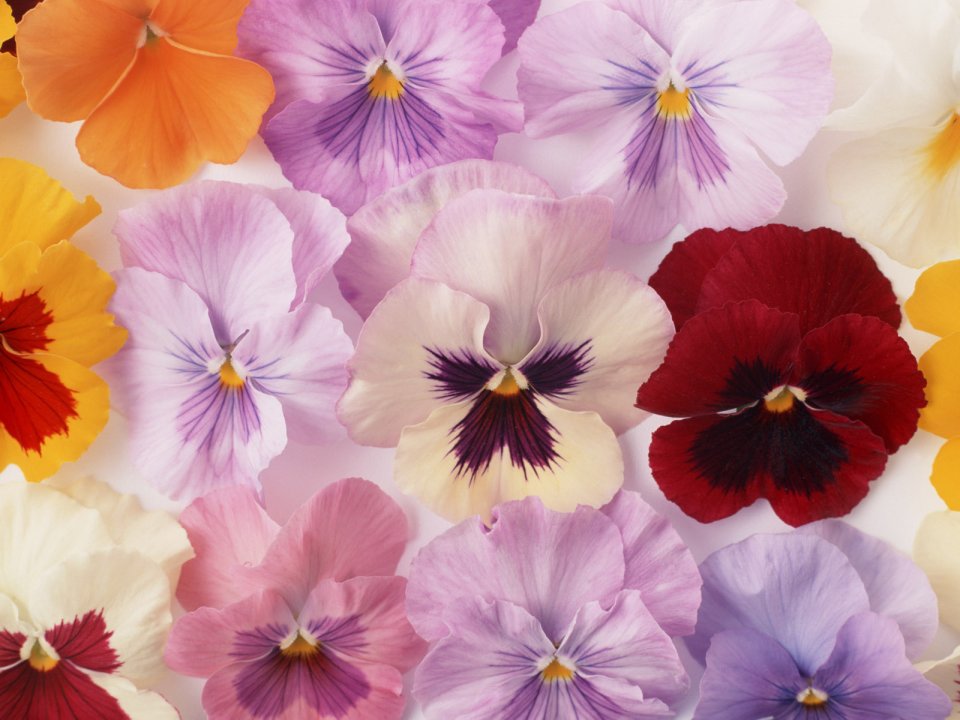 Flower_art_DT018
