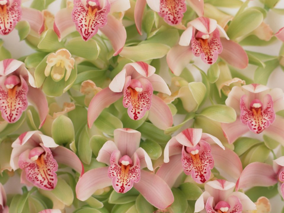 Flower_art_DT019