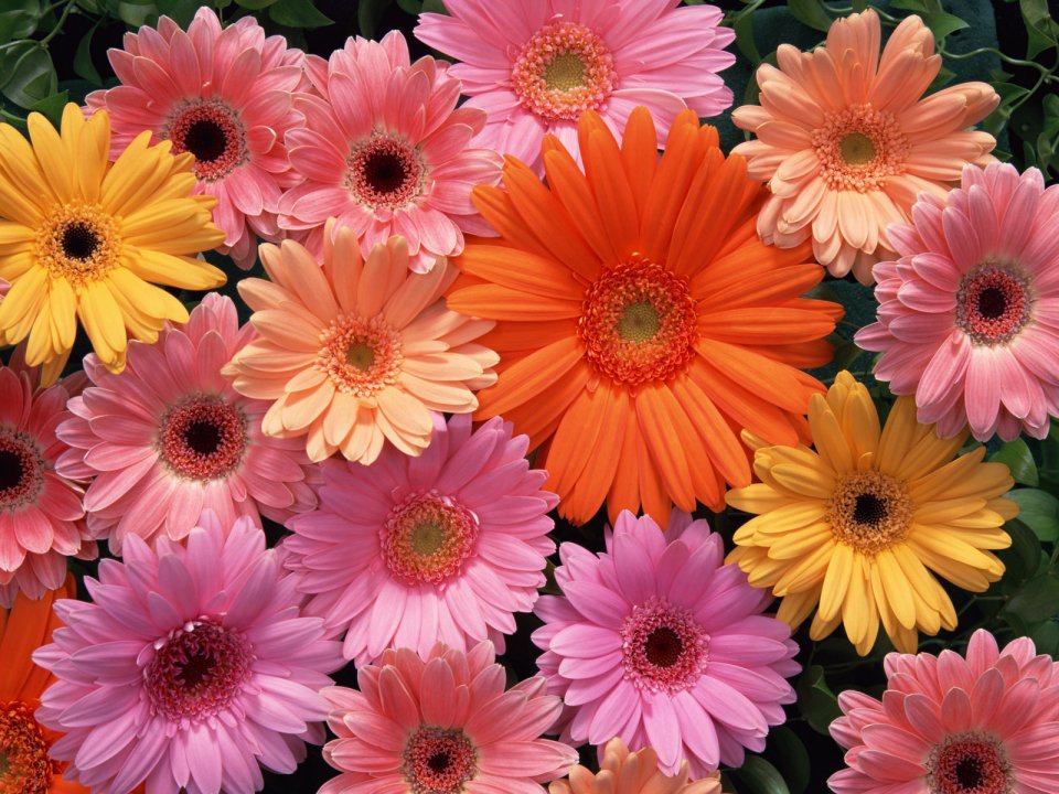 Flower_art_DT023