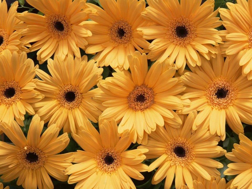 Flower_art_DT025