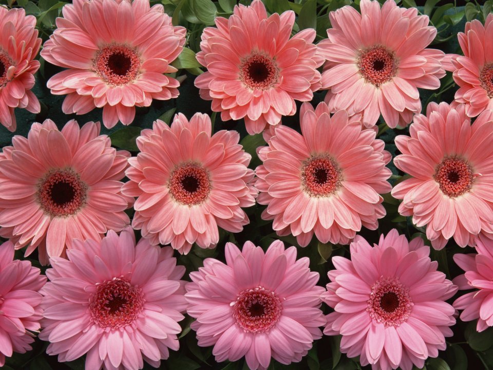 Flower_art_DT027