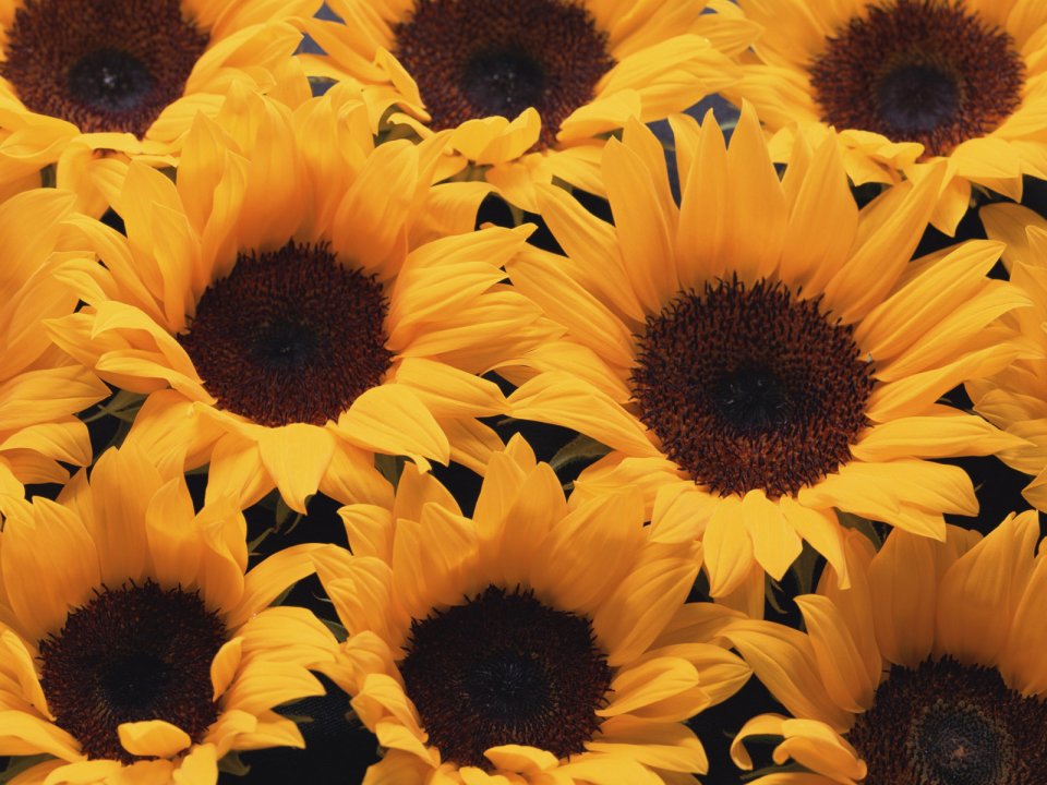 Flower_art_DT032