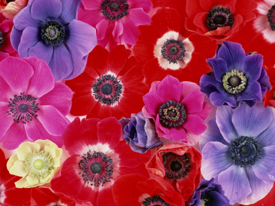 Flower_art_DT034