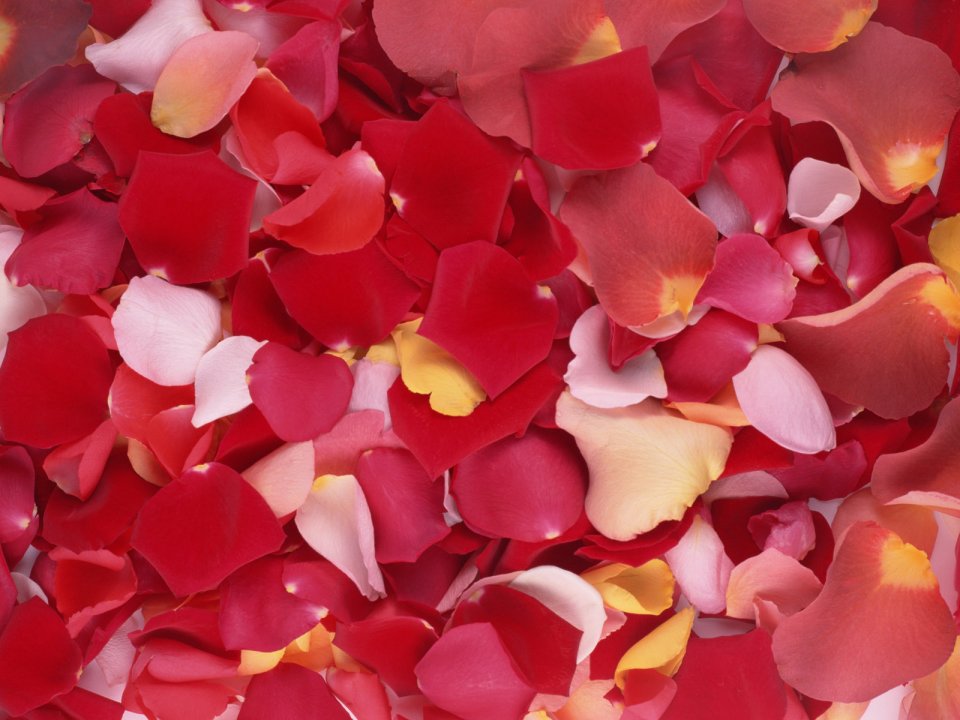 Flower_art_DT044