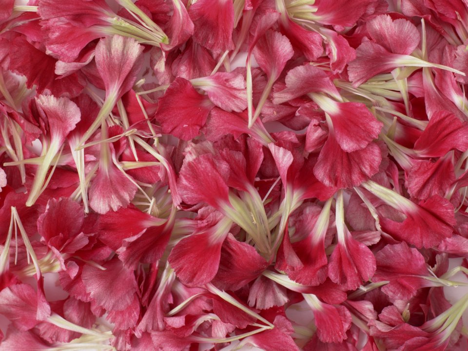 Flower_art_DT045
