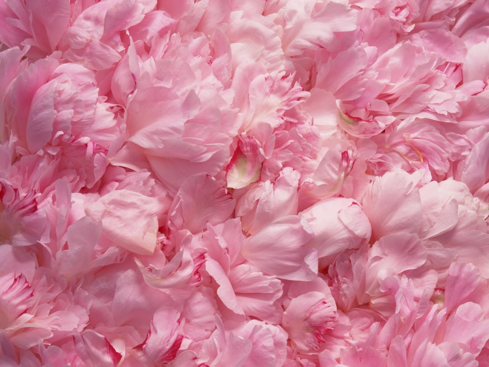Flower_art_DT049