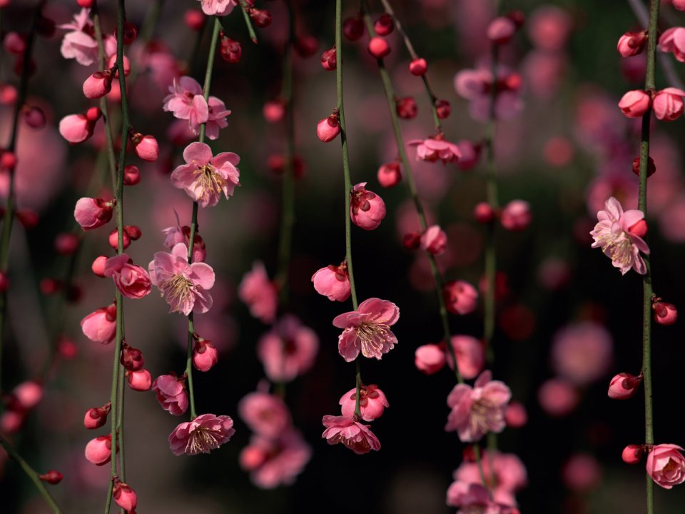 Flower_art_DT054