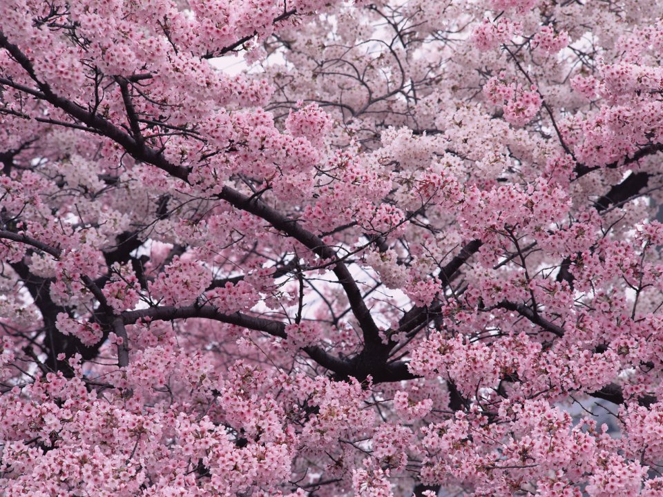 Flower_art_DT055