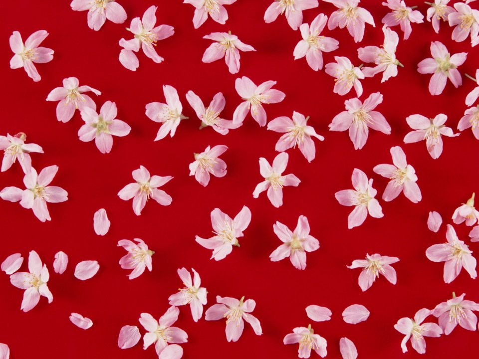 Flower_art_DT056