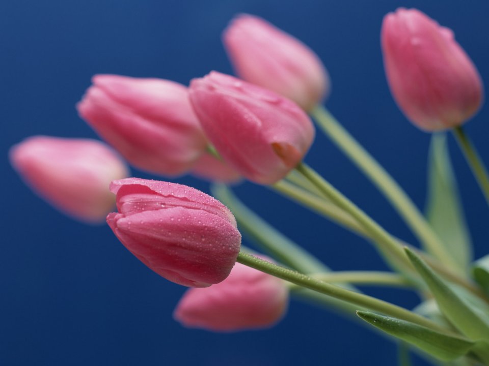 Flower_art_DT083
