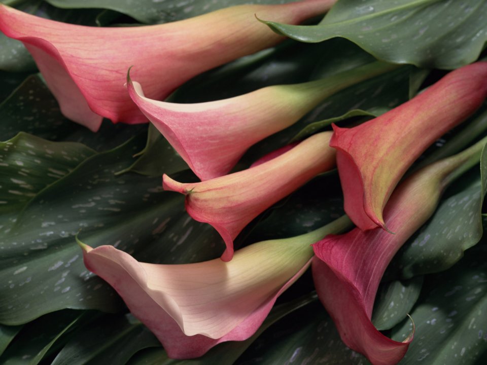 Flower_art_DT087