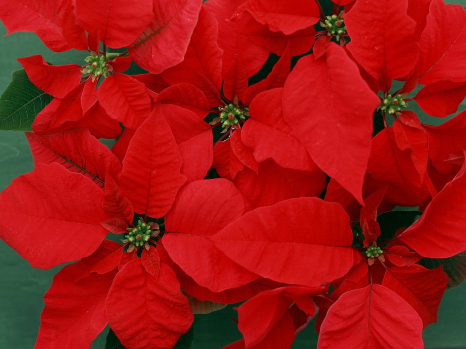 Flower_art_DT088