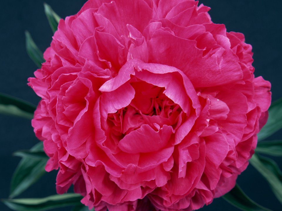 Flower_art_DT091