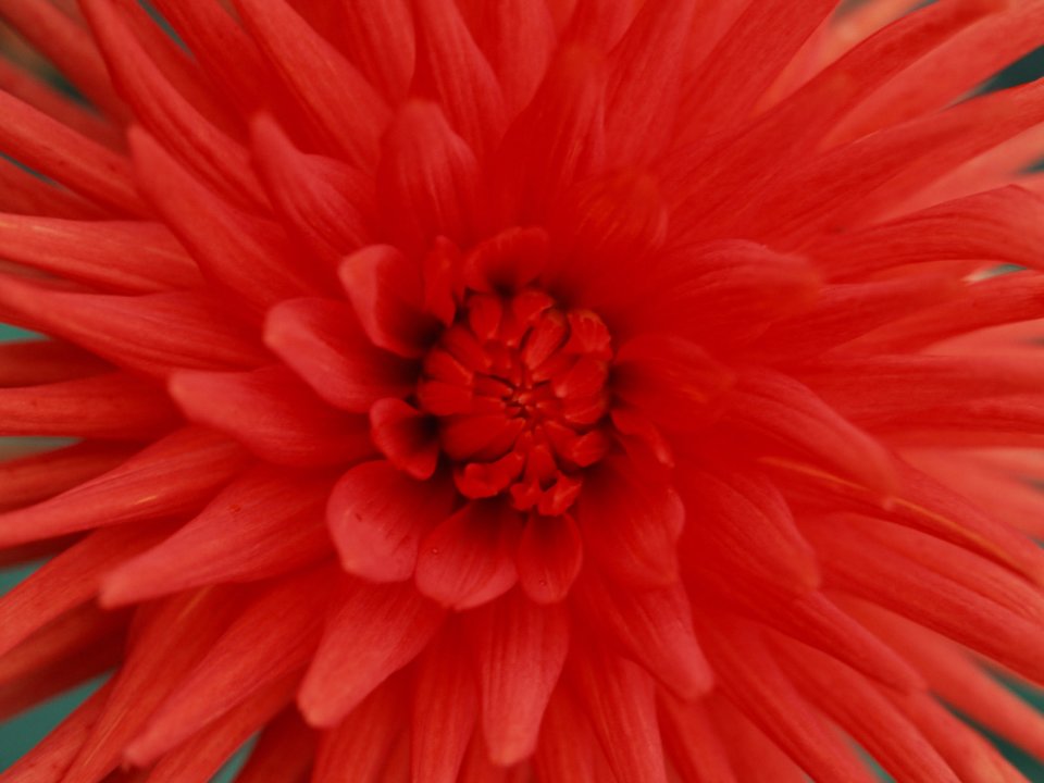 Flower_art_DT093
