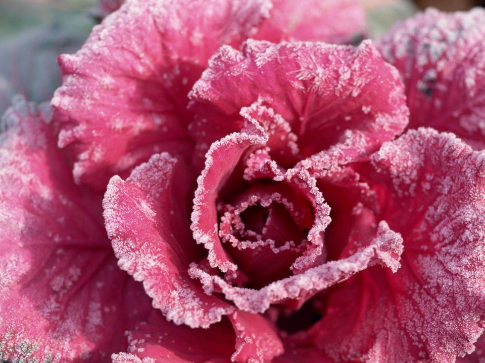 Flower_art_DT095