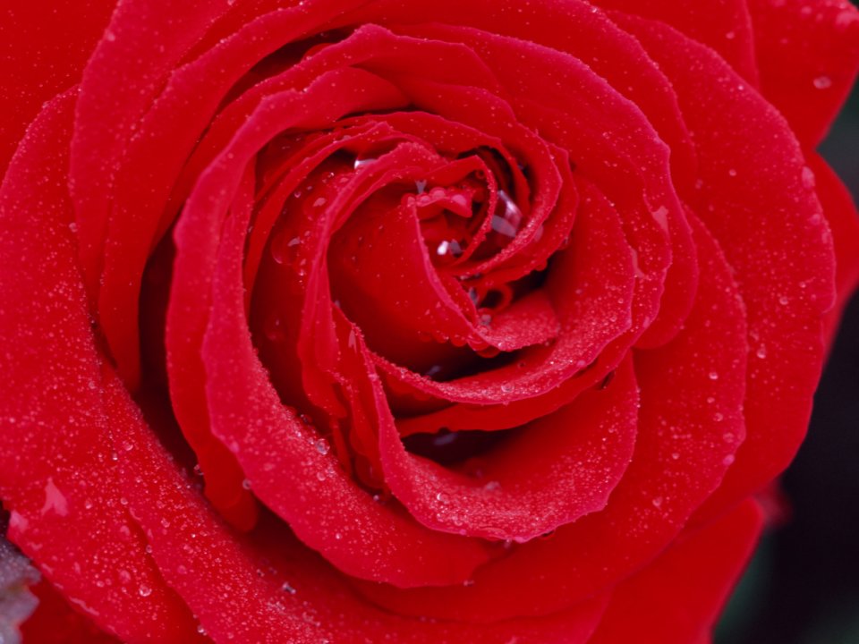 Flower_art_DT096