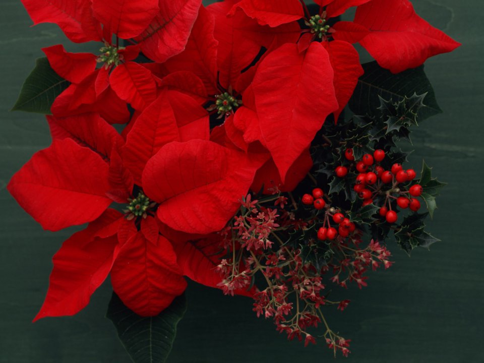 Flower_art_DT097