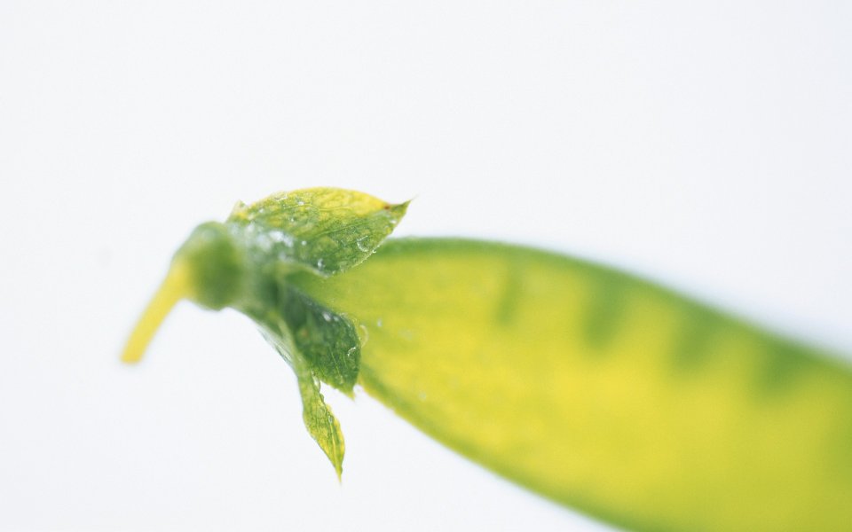 Fruits_and_Vegetables_Photos_MIL05084