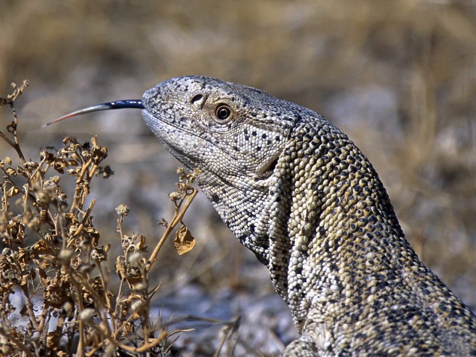 Giant_Ground_Llizard_Etosha_National_Park_Namibia_Africa