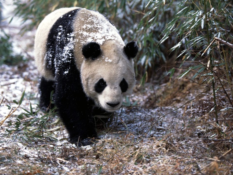 Giant_Panda_in_Winter