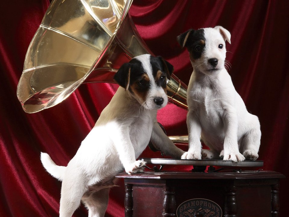 Gramophone_Pups