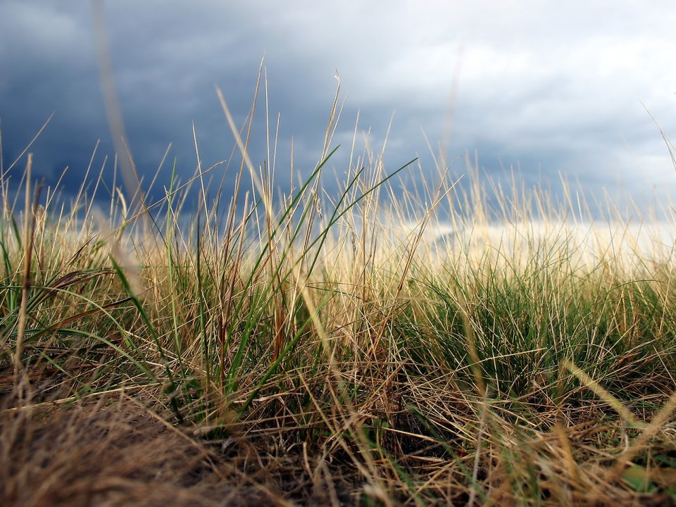 Grass