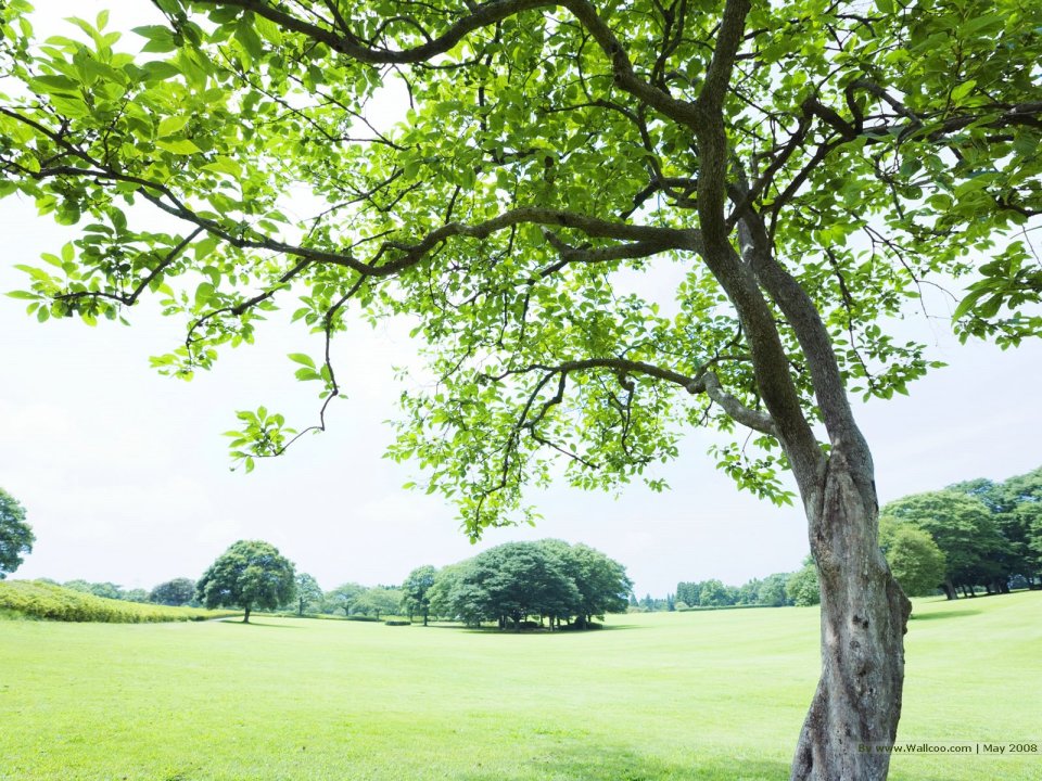 grassland_lush_trees_and_clear_sky_JA108_photo