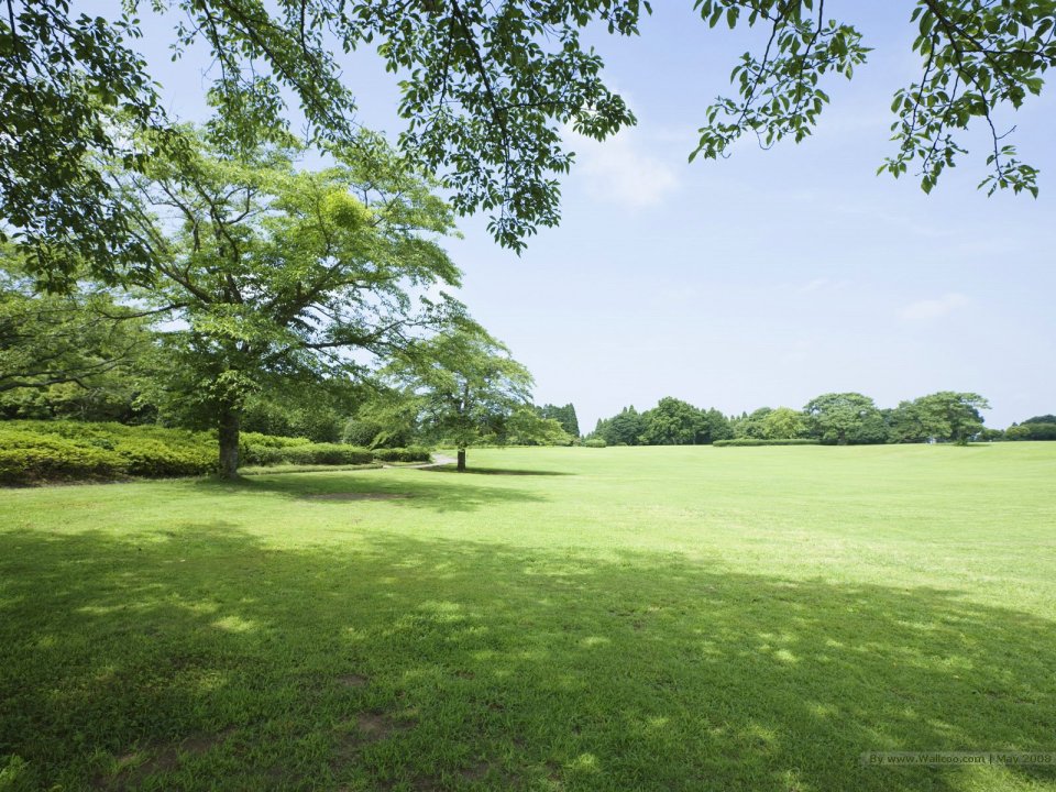 grassland_lush_trees_and_clear_sky_JA112_photo