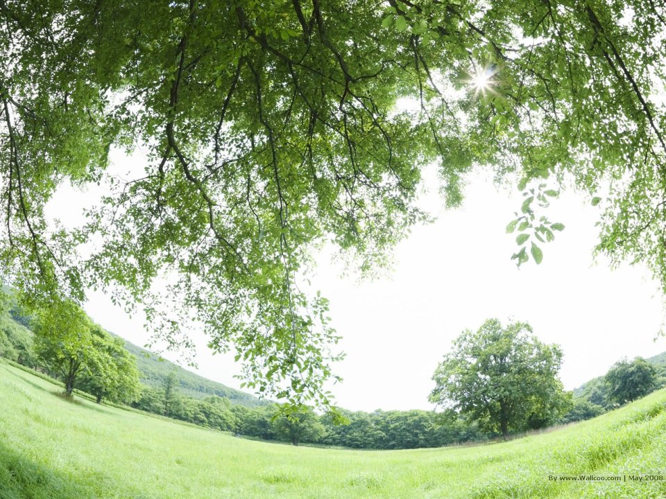 grassland_lush_trees_and_clear_sky_JA171_photo