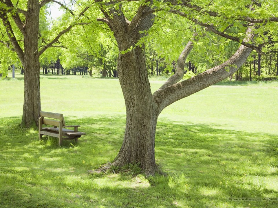 grassland_lush_trees_and_clear_sky_JA173_photo