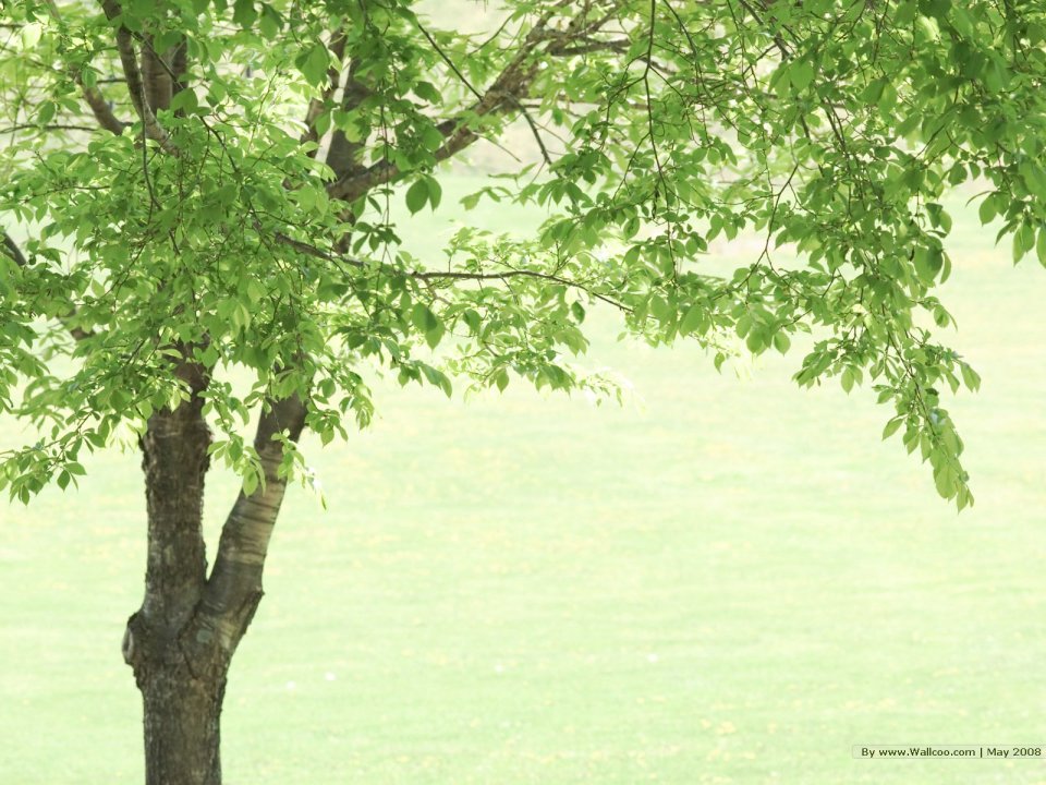 grassland_lush_trees_and_clear_sky_JA174_photo