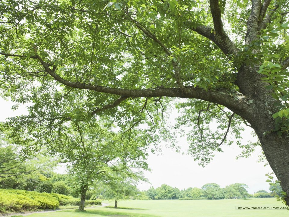 grassland_lush_trees_and_clear_sky_JA183_photo