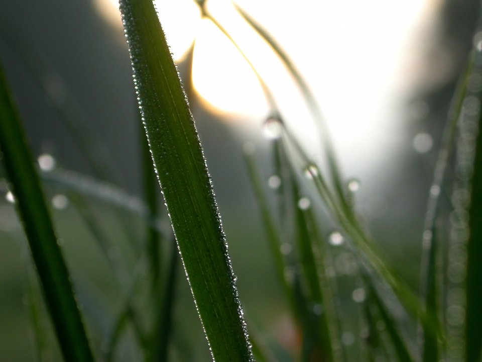 green_grass_x3_0019