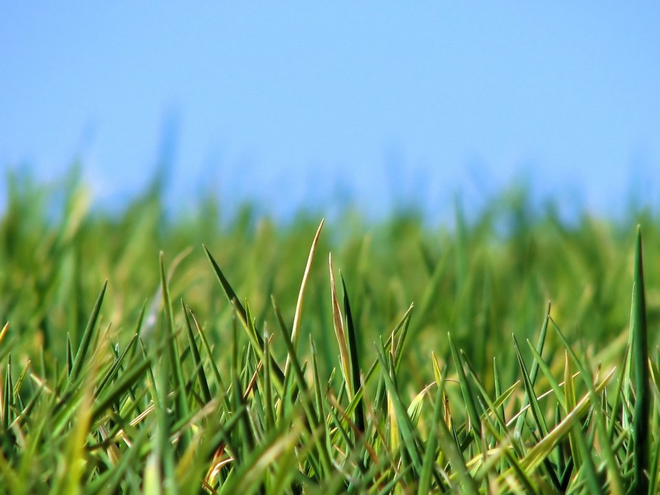 green_grass_x3_0030