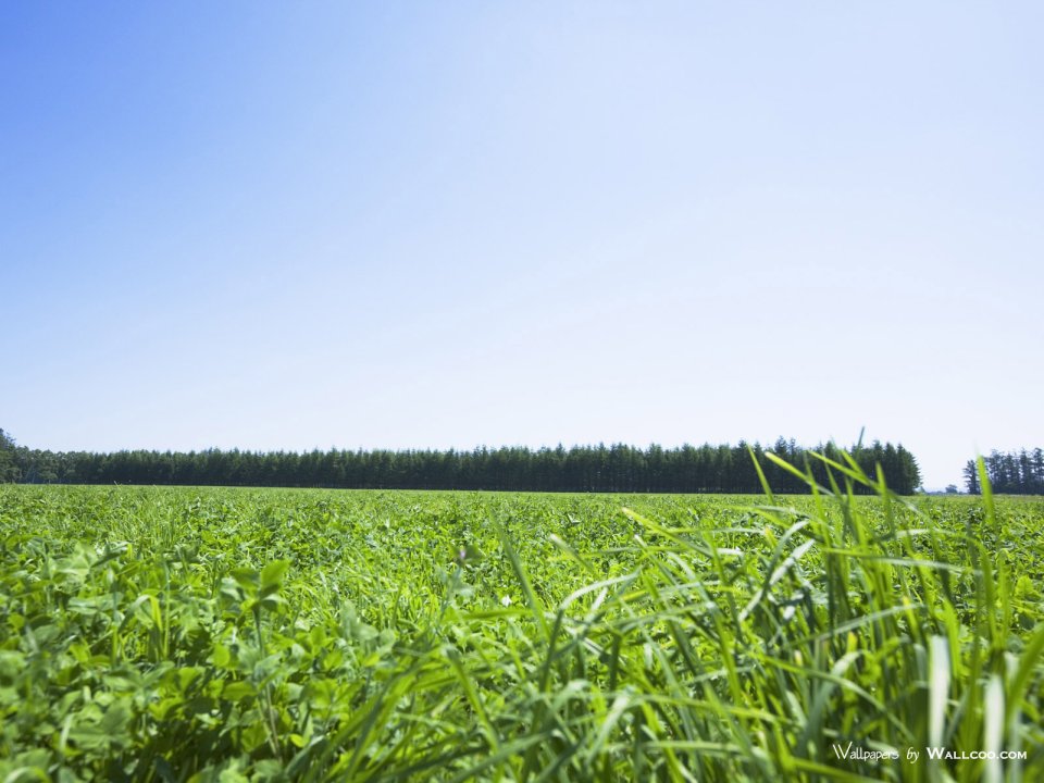 green-grassland-under-sky-photo-005