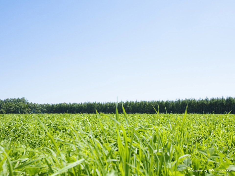 green-grassland-under-sky-photo-007