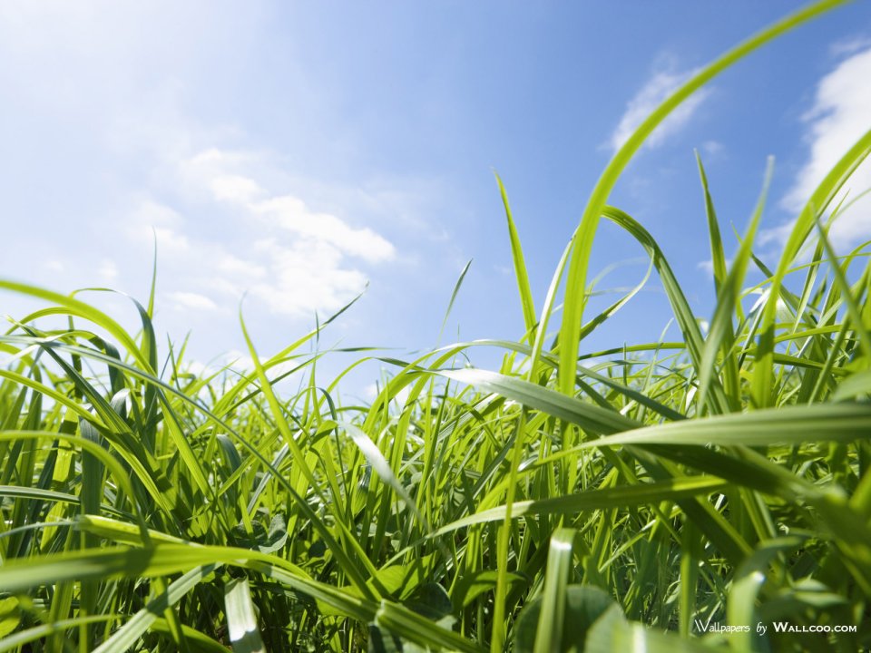 green-grassland-under-sky-photo-019