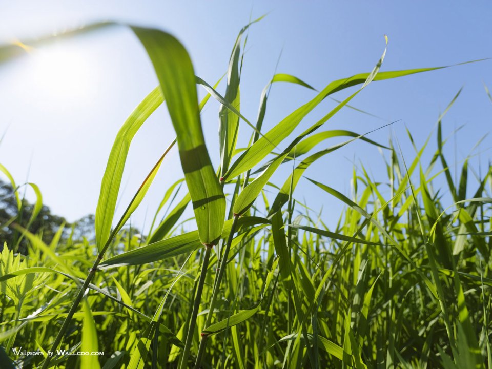 green-grassland-under-sky-photo-020