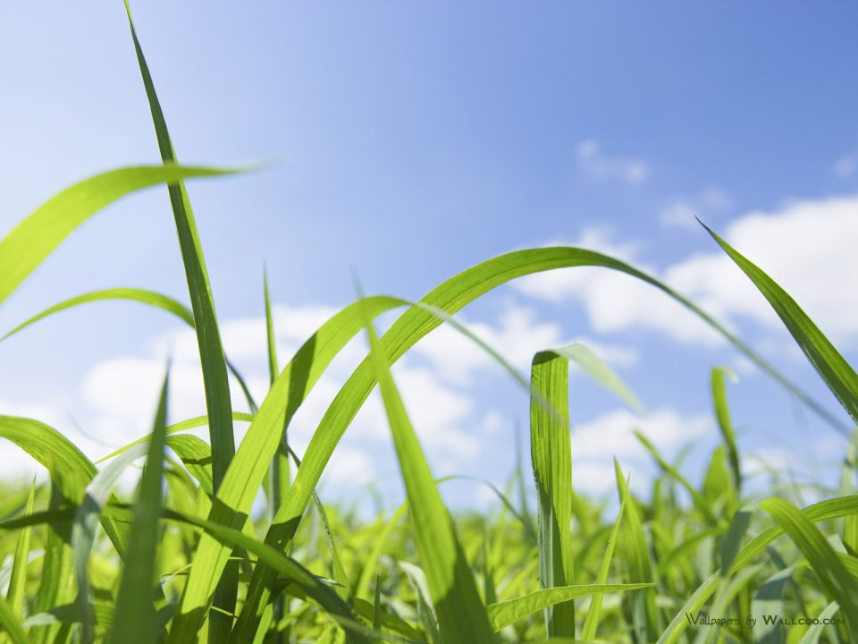 green-grassland-under-sky-photo-021