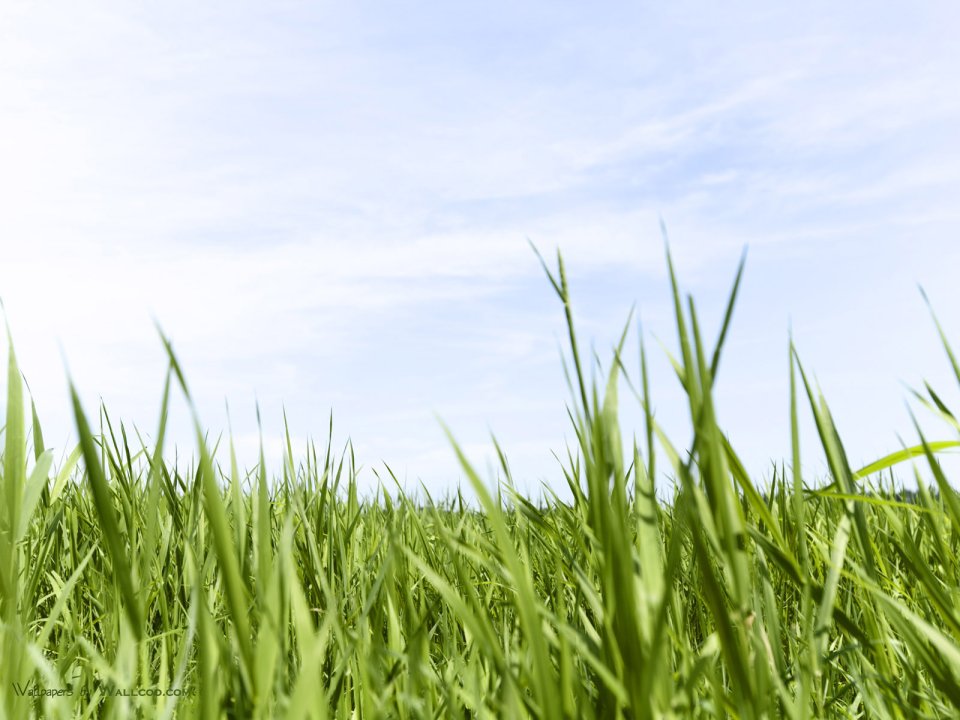 green-grassland-under-sky-photo-027