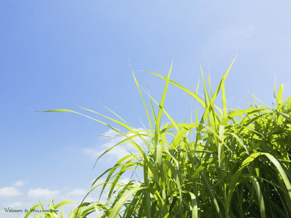 green-grassland-under-sky-photo-030