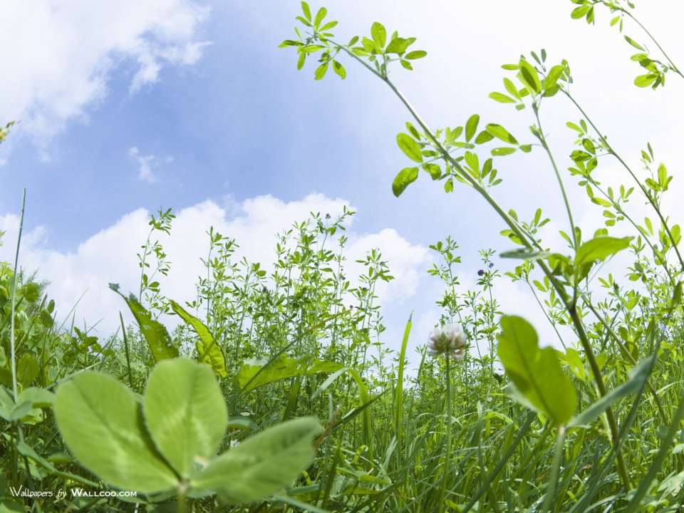 green-grassland-under-sky-photo-032