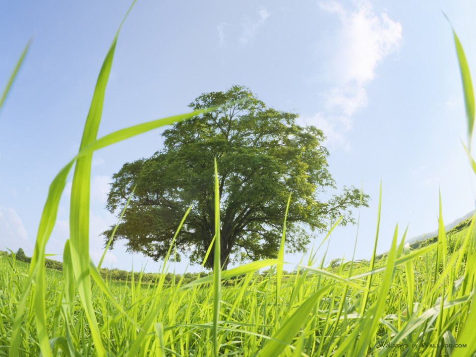 green-grassland-under-sky-photo-034